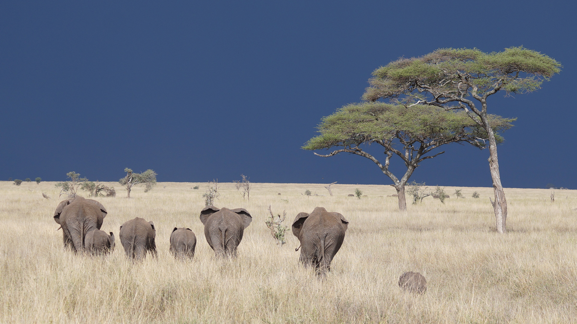Tiere auf Safari